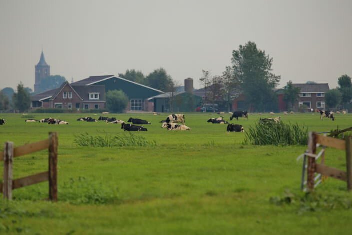 Pronk_IMG_2364