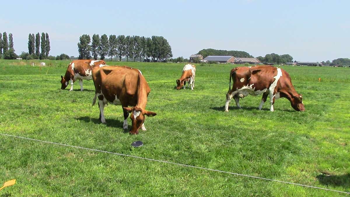 ProeftuinVeenweiden-koeien proeftuin veenweiden - koeien