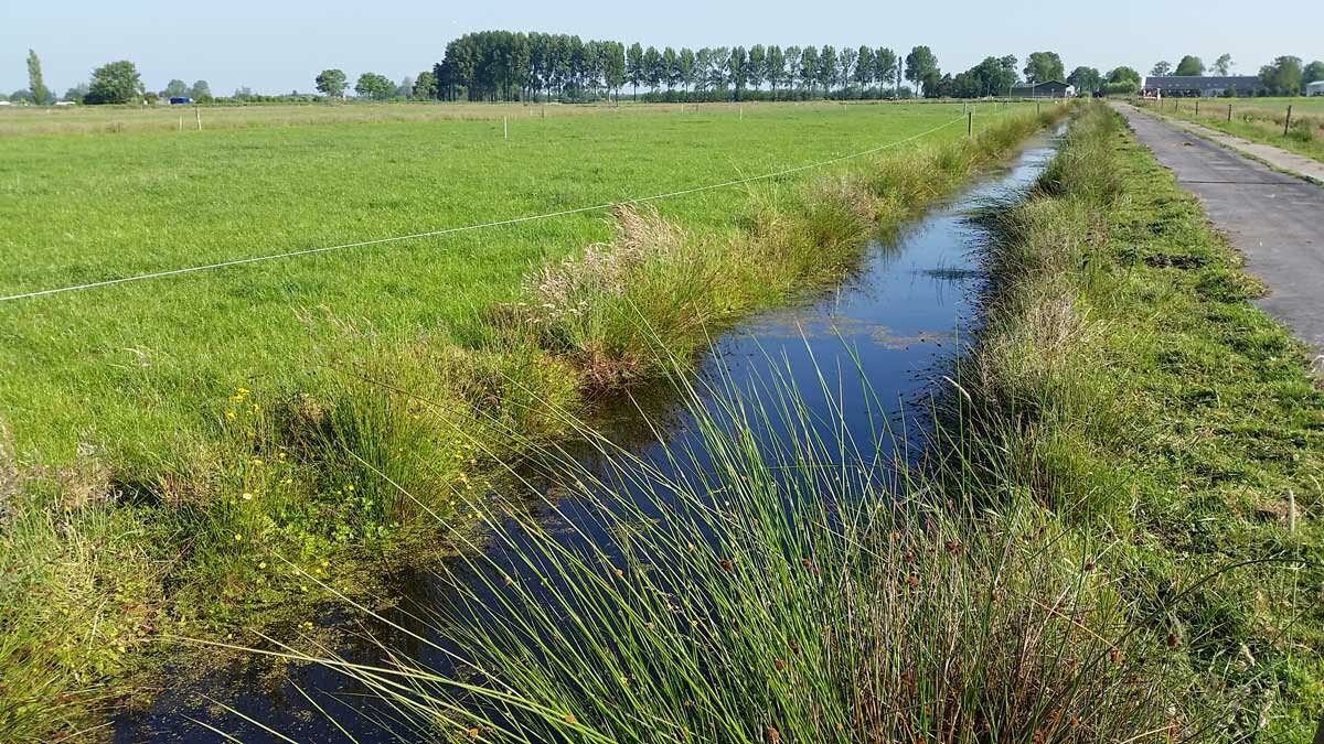 ProeftuinVeenweiden-sloot Proeftuin Veenweiden - sloot