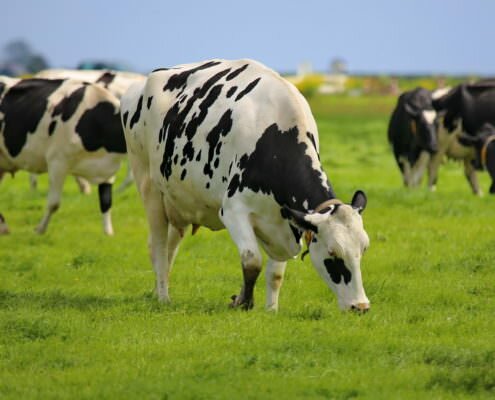 melkveehouderij op veen